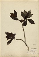 藏品(白花八角)的圖片
